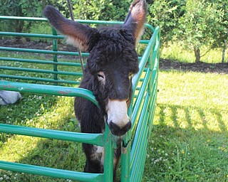 Neighbors | Abby Slanker.Shadow, the month-old donkey, patiently waited to be petted at the Traveling Petting Zoo fundraiser hosted by Canfield Dollar General on June 30.