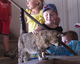 Neighbors | Jessica Harker.Riley Pieren pet the barn yard cat while touring one of the barns at the MetroParks Food Quest camp.