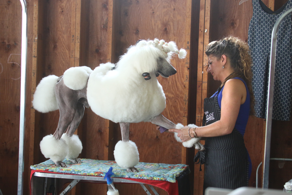  ROBERT K.YOSAY  | THE VINDICATOR..clip clip.. canned clean as Chelsay (ok) Paul of Madison clips her Champion  "George"..In celebration of its 27th anniversary, the Steel Valley Cluster will present four American Kennel Club all-breed dog shows Thursday through Sunday at the Canfield Fairgrounds..-30-