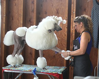  ROBERT K.YOSAY  | THE VINDICATOR..clip clip.. canned clean as Chelsay (ok) Paul of Madison clips her Champion  "George"..In celebration of its 27th anniversary, the Steel Valley Cluster will present four American Kennel Club all-breed dog shows Thursday through Sunday at the Canfield Fairgrounds..-30-