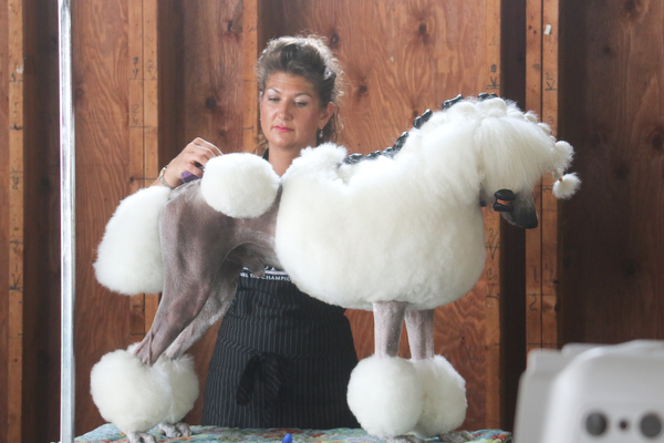  ROBERT K.YOSAY  | THE VINDICATOR..clip clip.. canned clean as Chelsay (ok) Paul of Madison clips her Champion  "George"..In celebration of its 27th anniversary, the Steel Valley Cluster will present four American Kennel Club all-breed dog shows Thursday through Sunday at the Canfield Fairgrounds..-30-