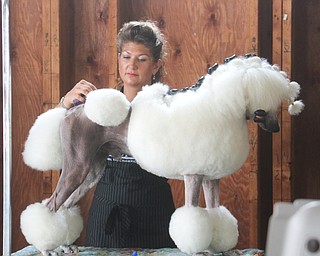  ROBERT K.YOSAY  | THE VINDICATOR..clip clip.. canned clean as Chelsay (ok) Paul of Madison clips her Champion  "George"..In celebration of its 27th anniversary, the Steel Valley Cluster will present four American Kennel Club all-breed dog shows Thursday through Sunday at the Canfield Fairgrounds..-30-