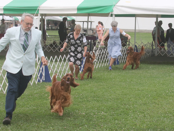  ROBERT K.YOSAY  | THE VINDICATOR..Best of Breed as Irish Setters shown make their last lap as the winner is selected..In celebration of its 27th anniversary, the Steel Valley Cluster will present four American Kennel Club all-breed dog shows Thursday through Sunday at the Canfield Fairgrounds..-30-