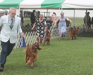  ROBERT K.YOSAY  | THE VINDICATOR..Best of Breed as Irish Setters shown make their last lap as the winner is selected..In celebration of its 27th anniversary, the Steel Valley Cluster will present four American Kennel Club all-breed dog shows Thursday through Sunday at the Canfield Fairgrounds..-30-