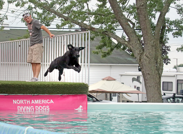  ROBERT K.YOSAY  | THE VINDICATOR..Joe Johnson of  Michigan..watches his 3 yearold at the dock diving practice runs Thursday..In celebration of its 27th anniversary, the Steel Valley Cluster will present four American Kennel Club all-breed dog shows Thursday through Sunday at the Canfield Fairgrounds..-30-