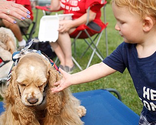 Owen Moore, 1, of Boardman pets Master Milo, a dog with the Sit Means Sit training program at the Hot air balloon festival at Mastropietro Winery on Sunday..