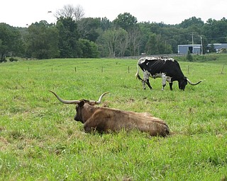 Neighbors | Jessica Harker.Two Texas Longhorns were seen grazing in a field at the MetroParks Farms on Aug. 2 as part of the Thursday Family Tour event.