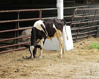 Neighbors | Jessica Harker.A dairy calf grazed in a pen at the MetroParks Farm on Aug. 2.