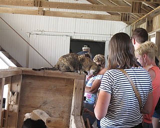 Neighbors | Jessica Harker.Tour members pet a barn cat at the Mill Creek MetroParks Farm on Aug. 2 during the Thursday Family Tour event.