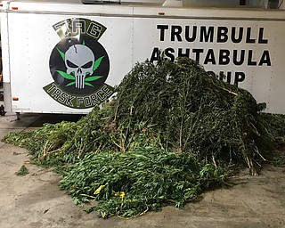 These illegally grown marijuana plants were taken from several locations in Trumbull and Mahoning counties, including crop fields, remote wooded areas and private property. The plants will be destroyed once a destruction order is obtained through Trumbull County Common Pleas Court.