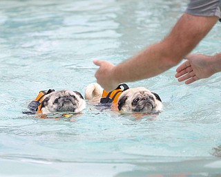 Winston and Hamlet the pugs, both of whom were adopted from Ohio Pug Rescue, swim across the pool during the Doggie Paddle event at the 13th annual Pooch Pentathlon at The Davis Family YMCA on Sunday. EMILY MATTHEWS | THE VINDICATOR