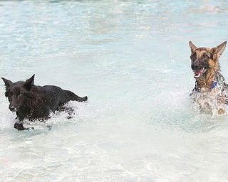 Sela, the Belgian Sheepdog, left, and Nico, the German Shepherd, swim out of the pool during the Doggie Paddle event at the 13th annual Pooch Pentathlon at The Davis Family YMCA on Sunday. EMILY MATTHEWS | THE VINDICATOR
