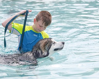 Quin Swavel, 10, of Boardman, walks in the pool with his Alaskan Malamute, Lincoln, during the 13th annual Pooch Pentathlon at The Davis Family YMCA on Sunday. EMILY MATTHEWS | THE VINDICATOR