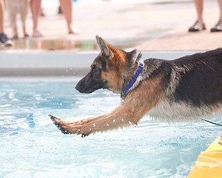 Nico the German Shepherd jumps into the pool during the Leap Dog event at the 13th annual Pooch Pentathlon at The Davis Family YMCA on Sunday. EMILY MATTHEWS | THE VINDICATOR