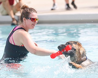 Nico the German Shepherd swims towards his owner Rachelle Fair, of Canfield, during the Leap Dog event at the 13th annual Pooch Pentathlon at The Davis Family YMCA on Sunday. EMILY MATTHEWS | THE VINDICATOR