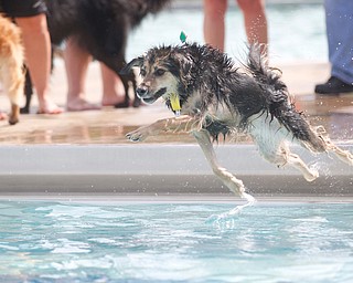 Josie, the mixed breed, jumps into the pool during the Leap Dog event at the 13th annual Pooch Pentathlon at The Davis Family YMCA on Sunday. EMILY MATTHEWS | THE VINDICATOR