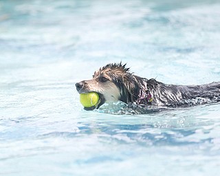 Josie, the mixed breed, swims with a tennis ball in her mouth after jumping into the pool during the Leap Dog event at the 13th annual Pooch Pentathlon at The Davis Family YMCA on Sunday. EMILY MATTHEWS | THE VINDICATOR