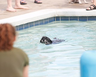 Ashlyn Elford, left, 13, of Canfield, waits for Pepper, the dachshund havanese, to make his way across the pool during the Doggie Paddle event at the 13th annual Pooch Pentathlon at The Davis Family YMCA on Sunday. EMILY MATTHEWS | THE VINDICATOR