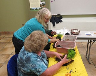 .Instructor Pam Baytos assisted class participants in creating their Kokedama garden's on Sept. 11 in Fellow Riverside Garden's Tyler Classroom.