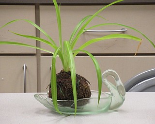 Neighbors | Jessica Harker.One finished Kokedama sculpture created by class instructor Pam Baytos was on display for students to reference on Sept. 11.