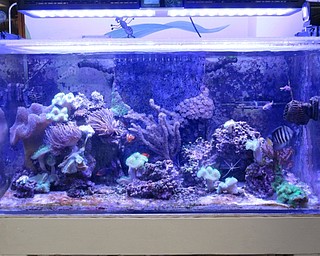 Neighbors | Jessica Harker.Poland Union Elementary school's aquarium sits in the school's library throughout the year, currently housing 18 different types of fish.