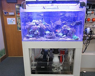 Neighbors | Jessica Harker.Poland Union Elementary school's salt water aquarium sits in the school's library, currently housing 18 different types of fish. The tank uses an intricate filtration system, the majority of which was donated to the school from businesses across the nation.
