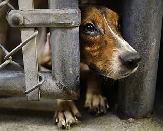 A rescued beagle peers out from its kennel at the the Lehigh County Humane Society in Allentown, Pa., on Monday. Animal welfare workers removed 71 beagles from a cramped house in rural Pennsylvania, where officials say a woman had been breeding them without a license before she died last month.