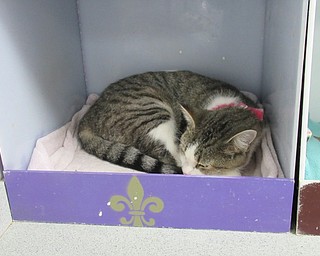 Neighbors | Jessica Harker.Angels for Animals currently houses over 130 cats that are ready for adoption. The center is open Tuesday through Saturday.