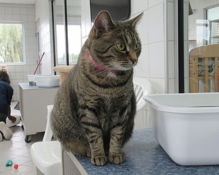 Neighbors | Jessica Harker.Angels for Animals has a 24 hour stray drop off at their location in Canfield where over 130 cats are currently available for adoption.