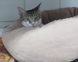 Neighbors | Jessica Harker.Over 20 cats slept in small beds in a cat room at Angels for Animals Oct. 2 that are ready for adoption.