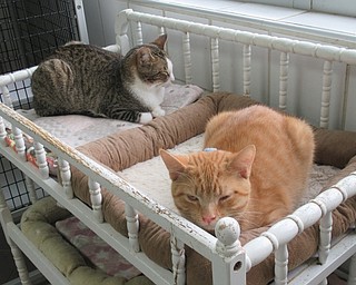 Neighbors | Jessica Harker.Over 130 cats are available for day of adoptions at Angels for Animals in Canfield.