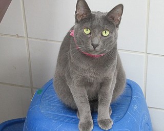 Neighbors | Jessica Harker.Volunteers looked after cats in one of the many cat rooms at Angels for Animals Oct. 2, all of which are capable of day of adoptions.