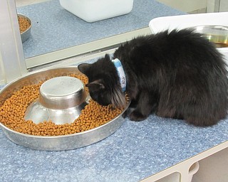 Neighbors | Jessica Harker.Arlo is an all black long hair cat that is available for adoption at Angels for Animals. He is one of over 130 cats that are available for day of adoption at the location in Canfield.