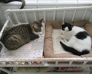 Neighbors | Jessica Harker.Two cats slept in one of the many cats rooms at Angels for Animals Oct. 2. The facility currently houses over 130 cats in need of adoption or fostering.