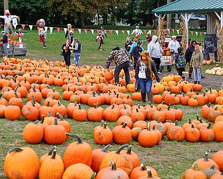 People look at pumpkins at White House Fruit Farm on Saturday. EMILY MATTHEWS | THE VINDICATOR