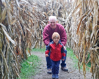 Silas Landis, 2, of Wadsworth, right, walks through a corn maze with his grandfather Paul Landis, of North Lima, at White House Fruit Farm on Saturday.  EMILY MATTHEWS | THE VINDICATOR