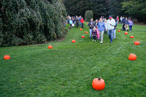 People look at pumpkins during the Pumpkin Walk at Twilight at Fellows Riverside Gardens on Sunday. EMILY MATTHEWS | THE VINDICATOR