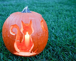 A pumpkin with a cat carved into it is displayed at the Pumpkin Walk at Twilight at Fellows Riverside Gardens on Sunday. EMILY MATTHEWS | THE VINDICATOR