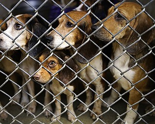 Rescued beagles peer out from their kennel at the The Lehigh County Humane Society in Allentown, Pa., on Oct. 8. Animal welfare workers removed 65 beagles from a cramped house in rural Pennsylvania, where officials say a woman had been breeding them without a license before she died last month. The dogs are expected to be ready for adoption soon, said a Humane Society official.