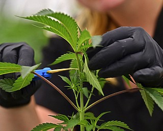In this Sept. 20, 2018, file photo, Allison Johnson, an employee of Buckeye Relief LLC, works on topping a marijuana plant, in Eastlake, Ohio. Ohioans sometime in the next two months will be able to buy and use marijuana products to treat nearly two dozen medical conditions after obtaining a recommendation from a physician.