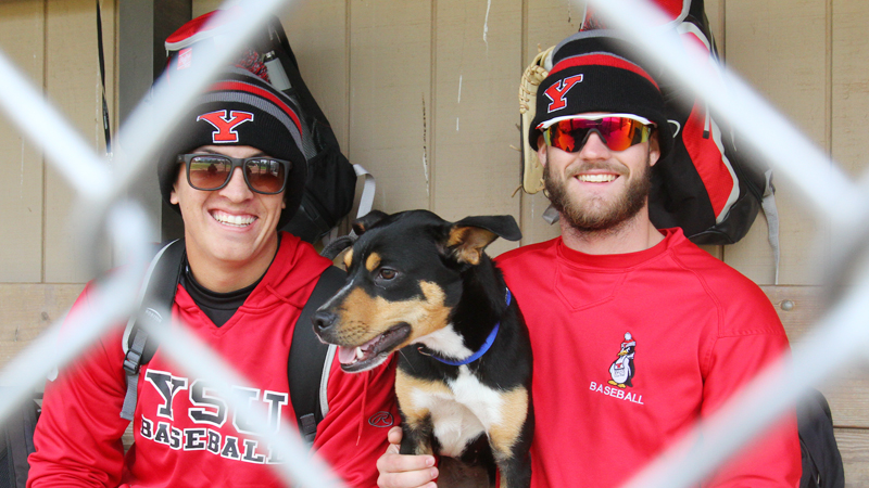 Youngstown State infielders Web Charles, left, and Jeff Wehler took in a stray dog, whom Wehler named Ali, that wandered into a team practice at Cene Park.