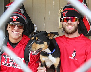 Youngstown State infielders Web Charles, left, and Jeff Wehler took in a stray dog, whom Wehler named Ali, that wandered into a team practice at Cene Park.