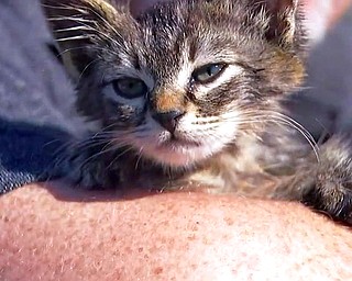 This photo provided by Fox 12 Oregon shows a small kitten that was recently found glued to a busy road near Silverton, Ore. The kitten, who is expected to make a full recovery after a visit to the veterinarian, has found a new home with his rescuer, Chuck Hawley, whose wife named the kitten "Sticky."