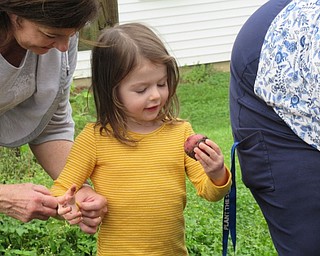 Neighbors | Jessica Harker.Taryn held a potato that naturalist Lynn Zocolo dug out of the dirt at the Metro Parks Farms Sept. 25 at the Potatos and Preschoolers event.