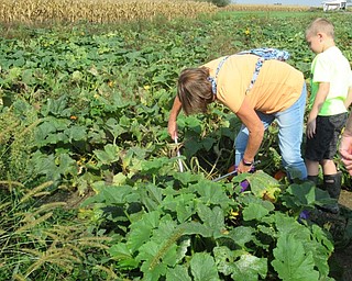 Neighbors | Jessica Harker .Community members used gardening tools to pick their own pumpkins out of the field planted by the Metro Park Farms Oct. 6.