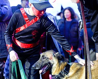 Scott Bierig, 11, of Youngstown, dressed as a ninja, pets Mercy, a nine-year-old Belgian Malinois police dog, during the trick or treat event at Covelli Centre on Tuesday. Mercy will be retiring from duty at the end of November. EMILY MATTHEWS | THE VINDICATOR
