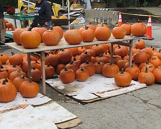 Neighbors | Jessica Harker .Volunteers pre-gutted around 1,000 pumpkins for community members to carve at Mill Creek Park's annual Pumpkin Carving event.