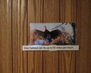 Neighbors | Jessica Harker.Pictures of turkeys with fun facts were hidden around the Ford Nature Center Nov. 24 for participants to go on a self guided scavenger hunt to find.