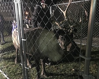 Neighbors | Jessica Harker.Beth Felger is pictured petting Sven the reindeer outside of the Austintown library on Dec. 10 for the library's first Reindeer Games event.