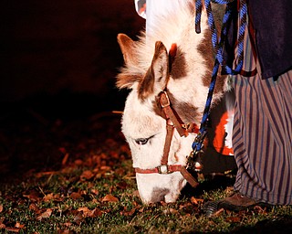 Fancy Pants the donkey, from Felger Exotics, walks with Joseph and Mary during the Live Nativity at Zion Lutheran Church in Cornersburg on Sunday evening. EMILY MATTHEWS | THE VINDICATOR